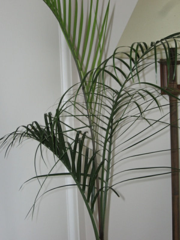palmių-augalų-super gražus-už tai yra balta siena