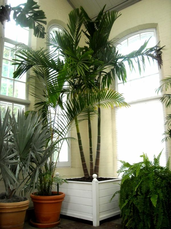 Kamuolyje yra palmių augalas
