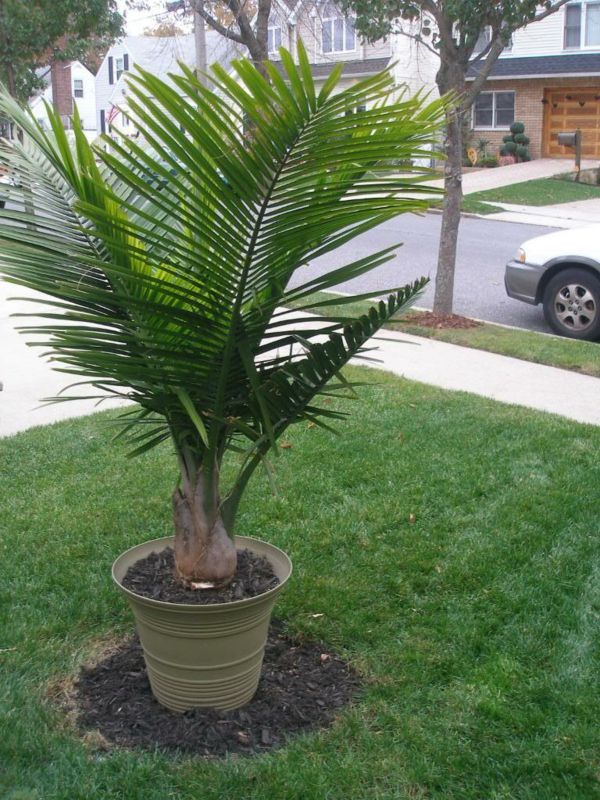 palmer-arter-mycket intressant-ute i potten