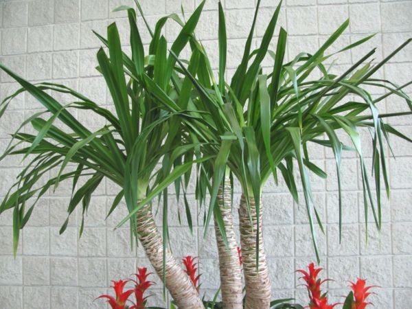 Palmių medžiai-žalia-už balta siena
