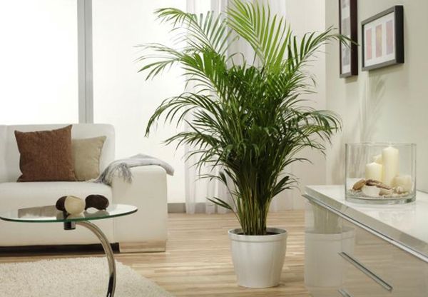 palmer-inomhus-växter-i-vitt-rum-bredvid några dekorativa ljus