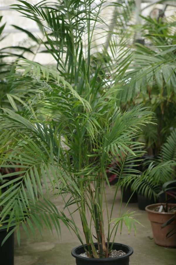 palmiye türe ev bitkileri-çok-büyük-güzel bir görünüm