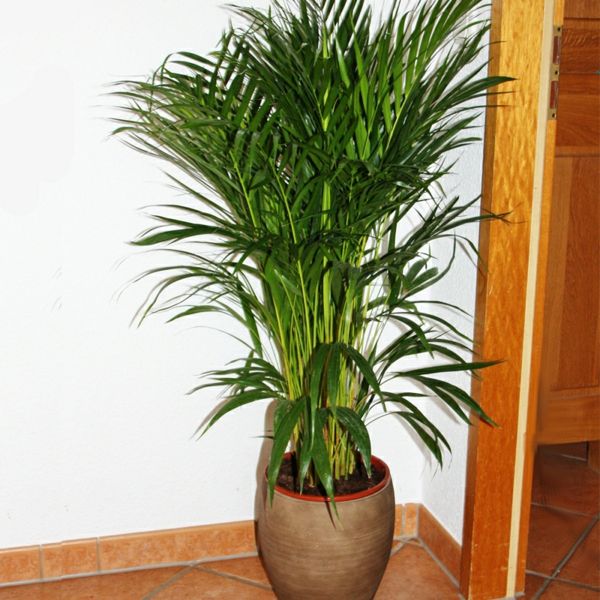 palmer-arter-växter-mycket vacker-ser-i hörnet