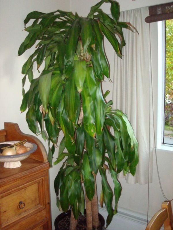 palmträd-växter-super-stora-och-vackra-vit-gardiner bakom