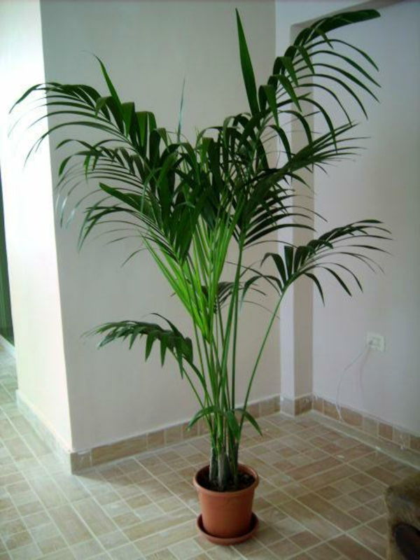 palmer-inomhus-växter-vacker-look-vit-vägg bakom