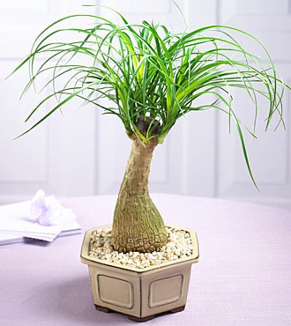 palm-träd-växter-vacker-look-super cool potten