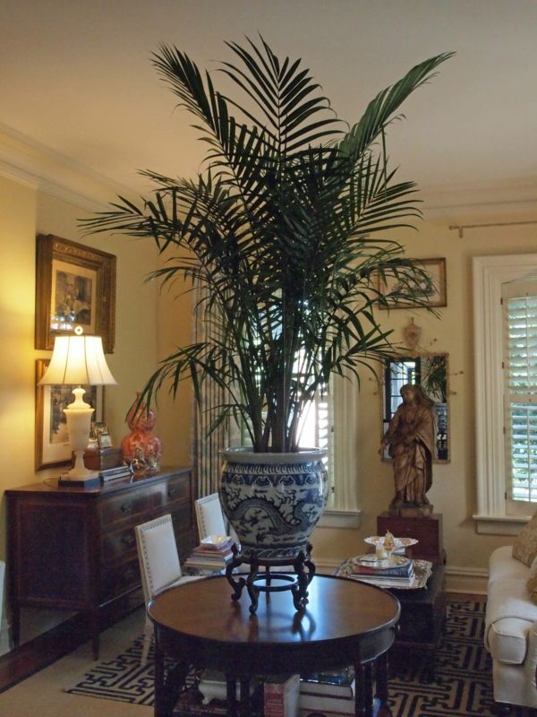 labai didelis gražus žalias palmių augalas