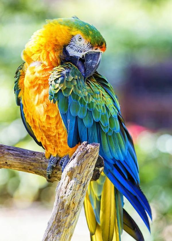 papiga-ara-papige-buy-buy-papagaj-papige ozadje barvita-papagei--