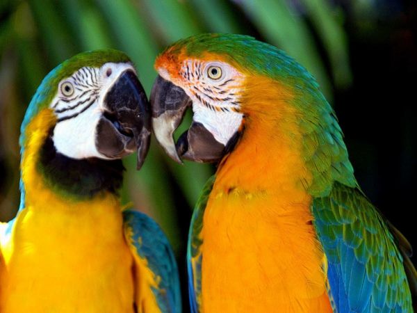 papegaai-ara-papegaaien-buy-buy-papegaai-papegaai wallpaper kleurrijke-parrot ---