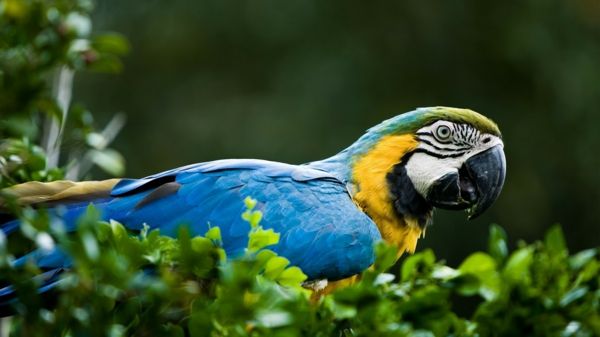 papegaai-ara-papegaaien-buy - papegaaien-buy-papegaai wallpaper kleurrijke-papegaaivissen