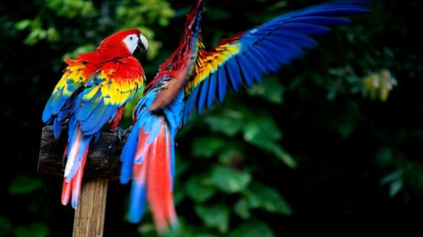 Parrot-Ara-papūgos-pirkti-pirkti-papūga-papūga tapetai spalvinga-papagei--