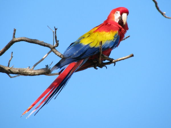 --papagei-ara-papegøyer-buy-buy-papegøye-papegøye tapet fargerik-papagei--