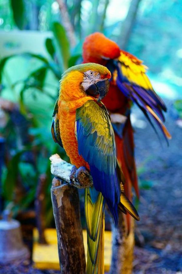 papiga-ara-papige-kupi-kupi-papige Parrot ozadje barvita Parrot