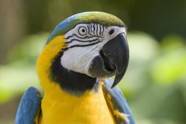 papegaai-ara - kopen papegaaien papegaaien --- buy-papegaai wallpaper kleurrijke Parrot