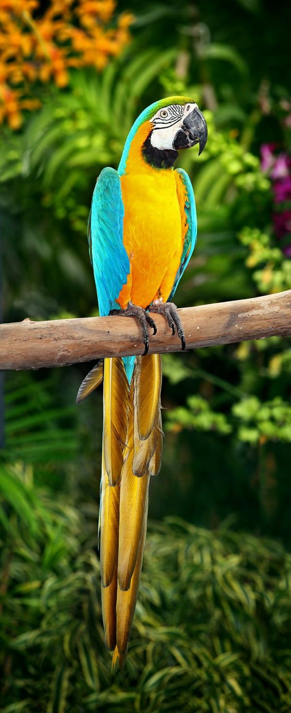 Papiga-ara-papige-buy-buy-papiga-papiga ozadje barvita Parrot