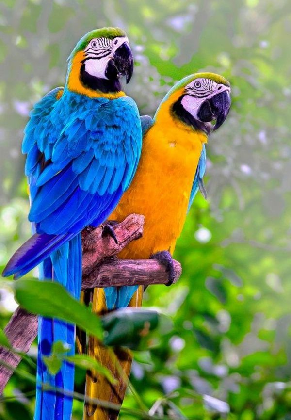 --papagei-ara-papegaaien-buy-buy-papegaai-papegaai wallpaper kleurrijke Parrot