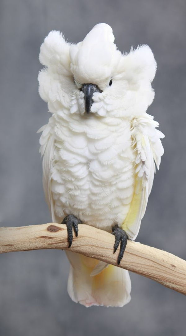 papiga ozadje-beli kakadu