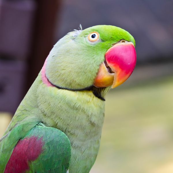 pappagallo - buy-pappagallo-acquistare-pappagallo sfondo colorato-pappagallo