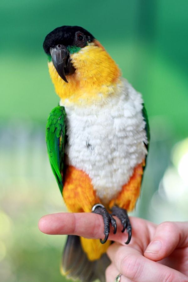 papegøye-papegøye-buy-buy-papegøye-papegøye tapet fargerik-papagei--