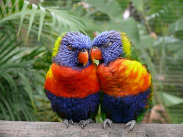 Parrot Parrot Parrot-buy-buy-papegoja tapeter färg-papegojfisk