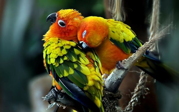 Parrot Parrot Parrot-buy-buy-papegoja tapeter färg-papagei--