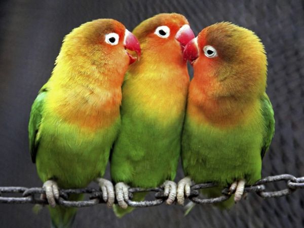 --papagei-papegoja-buy-buy-papegoja-papegoja tapeter färg-papagei--