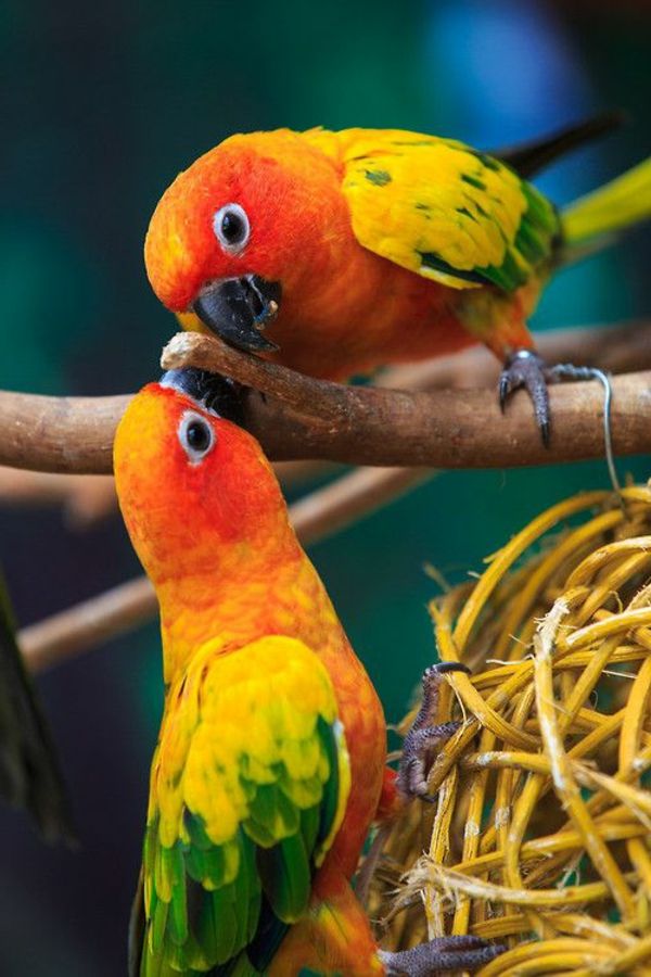 papegøye-papegøye-buy-buy-papegøye-papegøye tapet fargerik papegøye