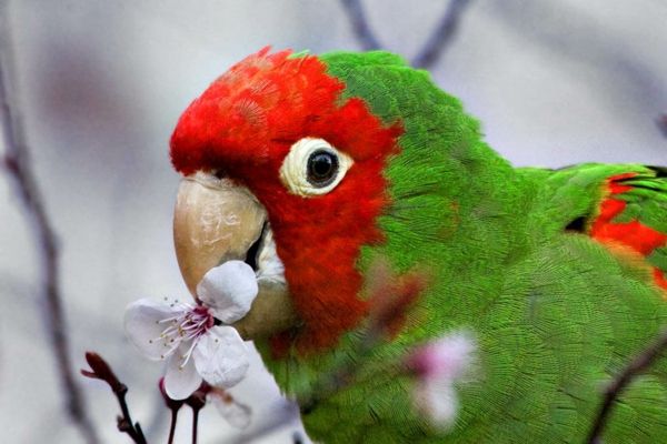 papiga, papiga-kupi-kupi-papagaj-papiga ozadje - Barvita Parrot
