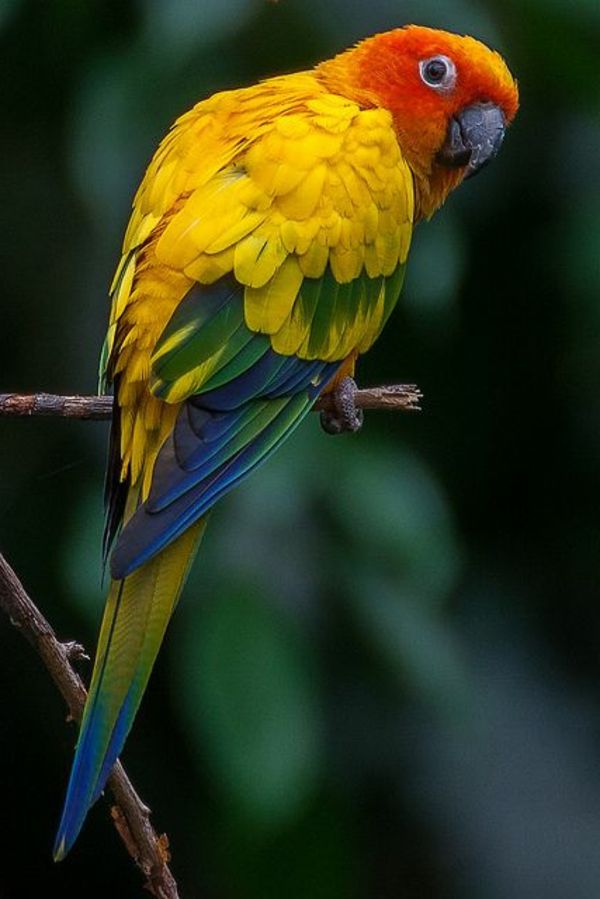 papiga, papiga-kupi-kupi-papige - papagaja ozadje barvita Parrot