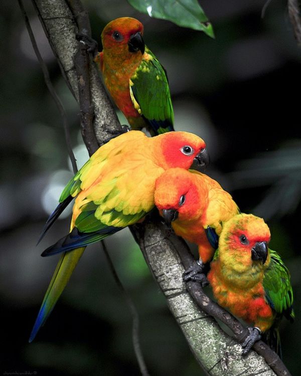Parrot Parrot Parrot-buy-buy-papegoja tapeter färg Parrot