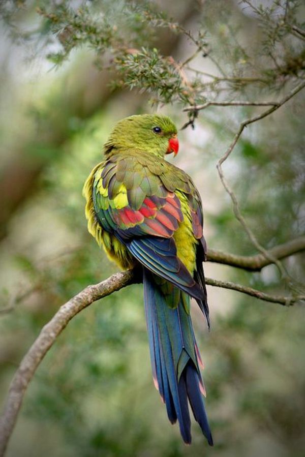 --papagei-papagaj-kupi-kupi-papagaj-papige ozadje barvita Parrot
