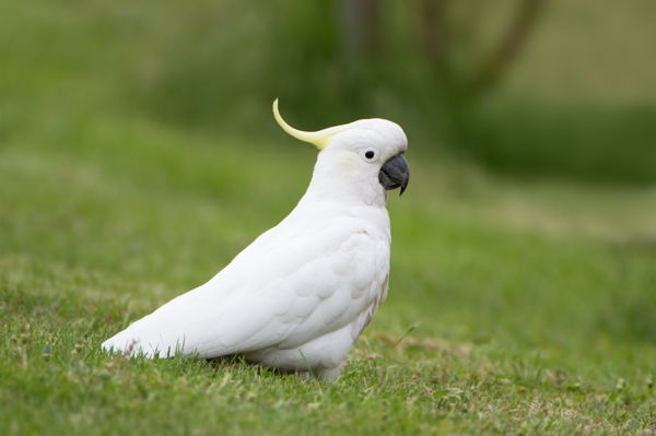 papegøye tapet papegøye-image-kakadue og hvitt