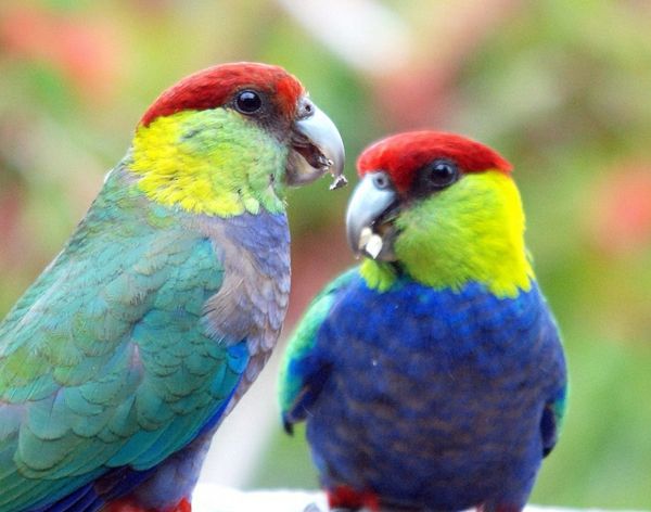 papiga, papiga-kupi-kupi-papagaj-papiga ozadje barvito-papagajevke