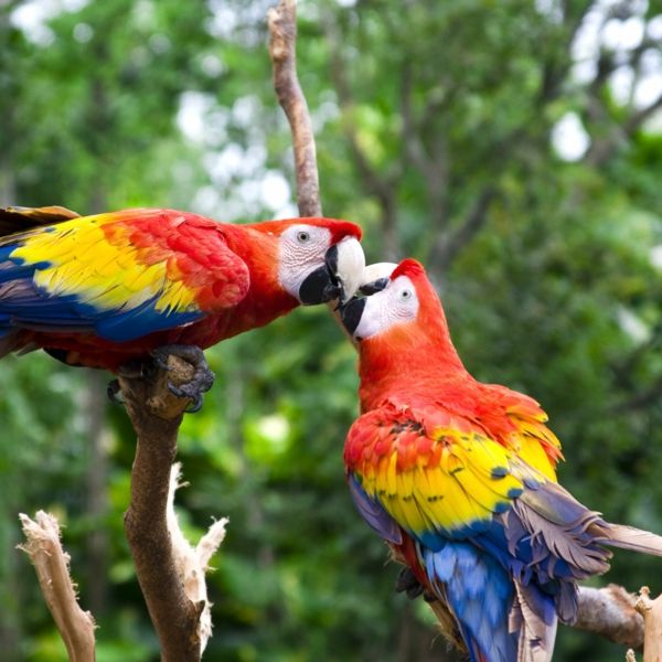 papegoja-papegoja-buy-buy-papegoja-papegoja tapeter färg-papegoja-ara-papegoja