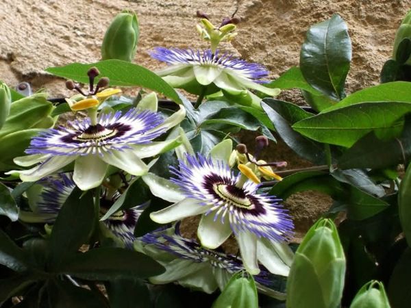 Passiflora-marakuja-eksotično-sobne rastline, cvetoče