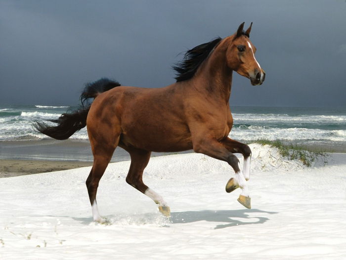 hest-i-brun-vakre-bilder