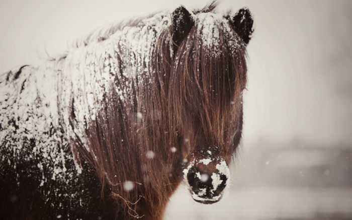 Arklys-in-snow-įdomus įvaizdis