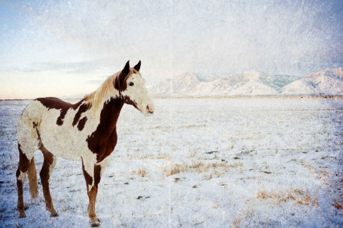 horse-in-snow-super-grande-modelo