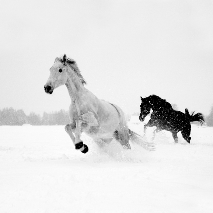 hest-i-snø-hvitt og svart