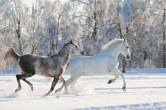 cal-in-zăpadă-două foarte frumos-animale