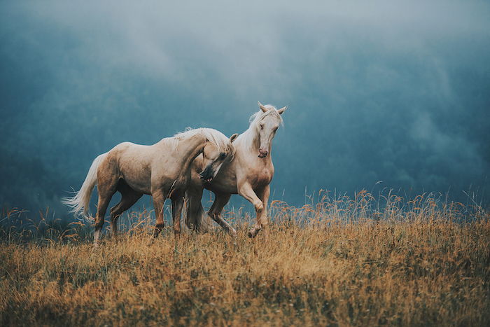 nog een mooie paardenfoto - hier zijn twee bruine wilde paarden met blauwe ogen, een witte staart en een witte dichte manen - sprookjesachtig beeld met paarden en een geel gras