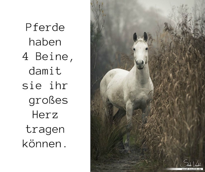 Hier zijn een wit paard met zwarte ogen, een witte manen, een foto met gras en bomen en een kort paardspreuk