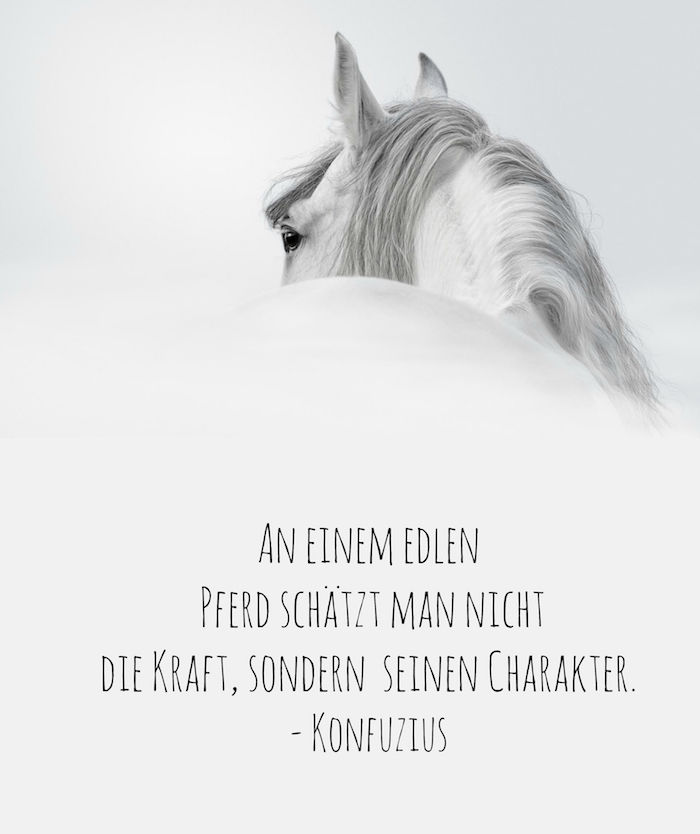 Hier vindt u een foto met een groot, wit paard met zwarte ogen en een lange, grijze manen, een paardafbeelding met een paardspreuk, een citaat uit Confucius