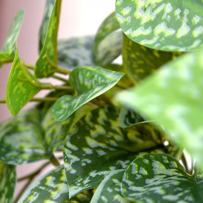 Plante interioare pentru lumină redusă - frunze verzi magnifice cu pete în culoarea albă