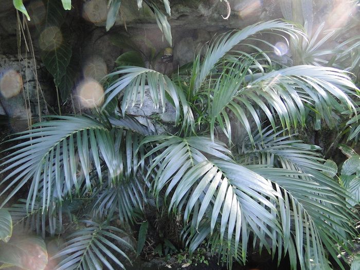 palmierul verde cu frunze magnifice, plante indirecte ale soarelui care necesită puțină lumină