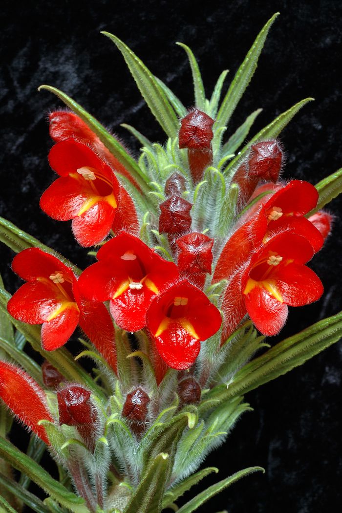 Plante roșii care necesită puțină lumină ca gura și frunze verzi ascuțite