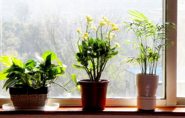 augalų-in-miegamojo-the-langas