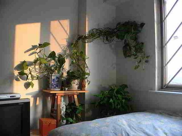augalų-in-miegamojo-on-the-lovų