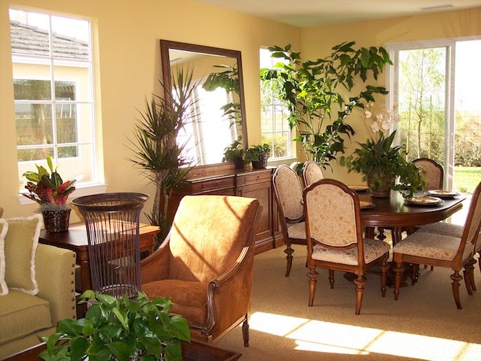 o sufragerie elegantă cu o mulțime de plante pentru camere întunecate în colțurile umbrite