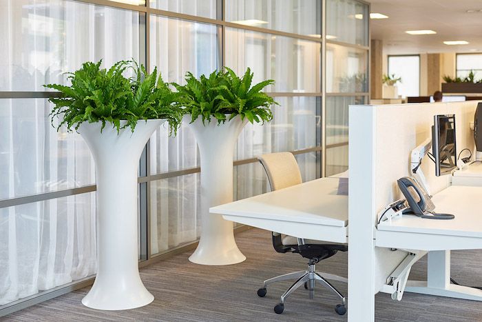 două ghivece de flori pline de plante verzi pentru camere întunecate un birou modern